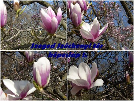 aprilisi_tavasz_magnolia