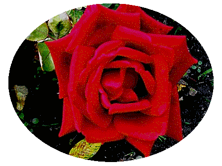 vörös_rózsa